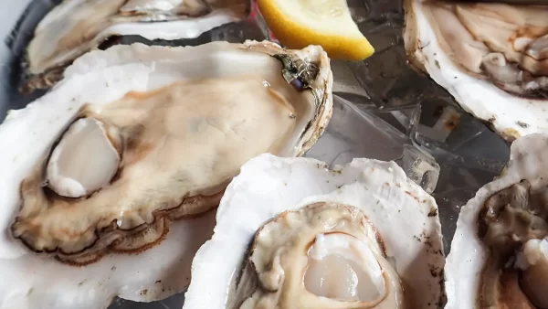 USA Fresh Oyster